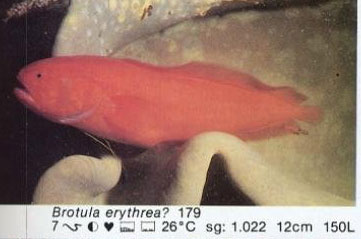 Brotula erythrea